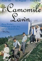 Ромашковая поляна